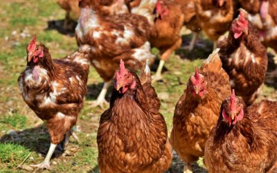 COMO CUIDAR LA ALIMENTACIÓN DE MIS GALLINAS