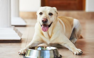 ¿CÓMO PUEDO ALIMENTAR A MI PERRO?