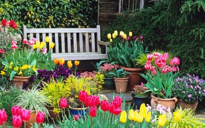 CONSEJOS PARA CUIDAR TU JARDÍN