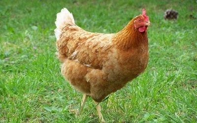 CURIOSIDADES SOBRE LA CRESTA DE TUS GALLINAS