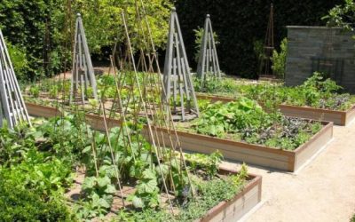 ¿CÓMO CUIDAR  MI HUERTA Y MI JARDÍN? LOS MESES DE ENERO, FEBRERO, MARZO, Y ABRIL.