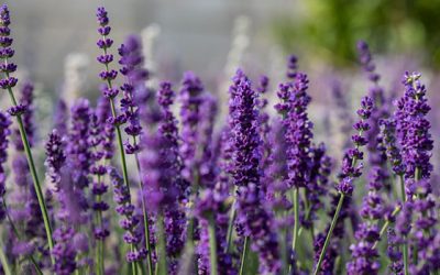 ¿CÓMO CUIDAR MIS PLANTAS ARÓMATICAS?