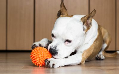 ¡MI PERRO LO MUERDE TODO! ¿QUÉ PUEDO HACER?