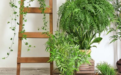 CÓMO CUIDAR TUS PLANTAS DE INTERIOR Y JARDÍN
