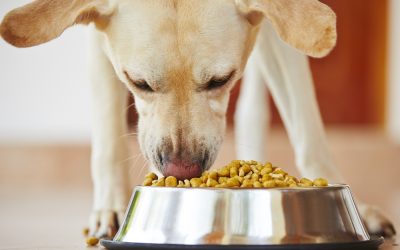 Alimentos prohibidos para nuestras mascotas.