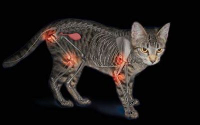 Detectar y prevenir la artrosis en gatos