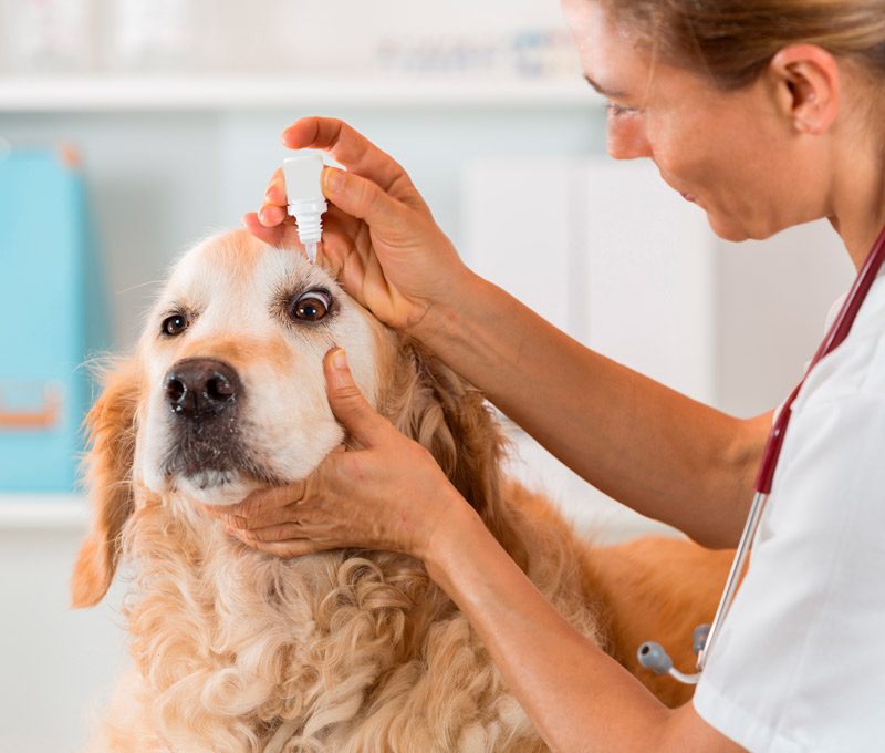 Cuidar los ojos de nuestras mascotas